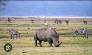 rhino and zebras at Ngorongoro